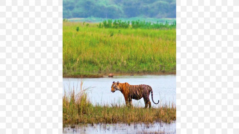 Mustang Nature Reserve Fauna Ecoregion Grassland, PNG, 1000x560px, Mustang, Big Cats, Cat Like Mammal, Ecoregion, Ecosystem Download Free
