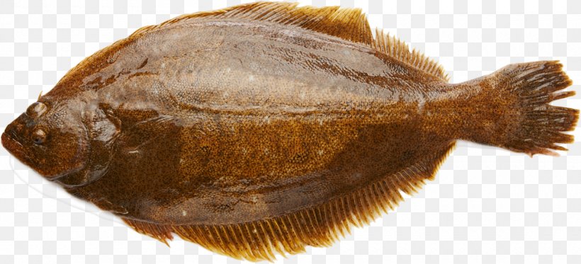 Olive Flounder Salted Fish Image Angling, PNG, 1000x456px, Flounder, Angling, Animal Source Foods, Fish, Fishing Rods Download Free