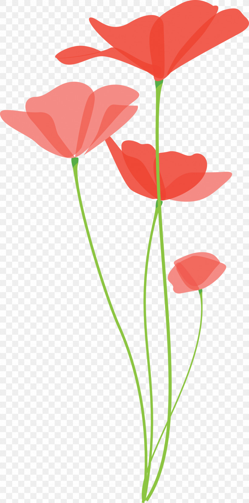 Poppy Flower, PNG, 1488x3000px, Poppy Flower, Anthurium, Coquelicot, Corn Poppy, Cut Flowers Download Free