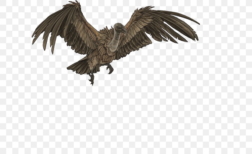 Bird Vulture Eagle Owl Lion, PNG, 640x500px, Bird, Barn Owl, Beak, Bearded Vulture, Bird Of Prey Download Free