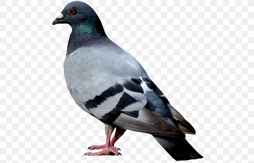 Columbidae Bird Domestic Pigeon Clip Art, PNG, 500x528px, Columbidae, Beak, Bird, Bird Flight, Domestic Pigeon Download Free