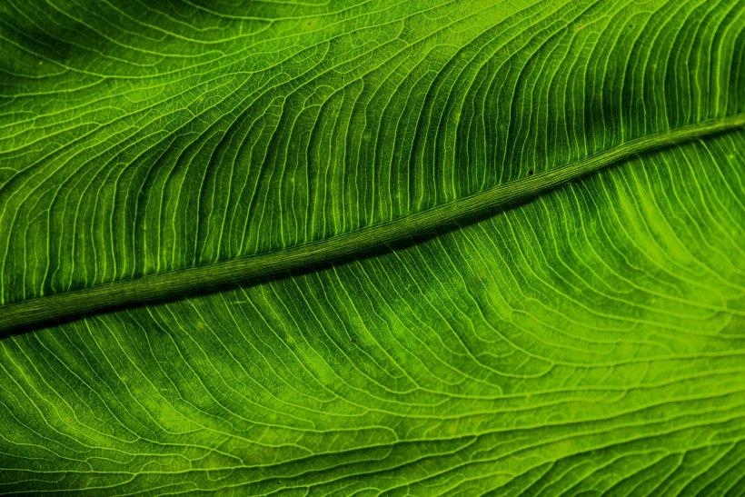 Desktop Wallpaper Green Leaf 4K Resolution Wallpaper, PNG, 2000x1335px, 4k  Resolution, Green, Color, Fractal Art, Grass