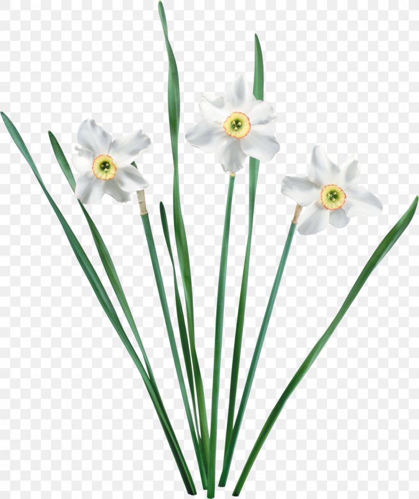 Flower Narcissus Tazetta Jonquille Amaryllis, PNG, 1075x1280px, Flower, Amaryllis, Amaryllis Family, Blog, Cut Flowers Download Free