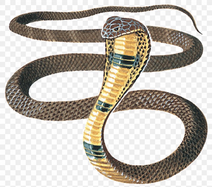 Snakes Reptile King Cobra Venomous Snake, PNG, 1920x1699px, Snakes, Animal, Bangle, Child, Cobra Download Free