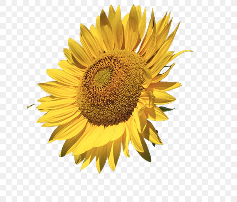 Common Sunflower Image Drawing Decorative Borders, PNG, 632x700px, Common Sunflower, Art, Daisy Family, Decorative Borders, Drawing Download Free