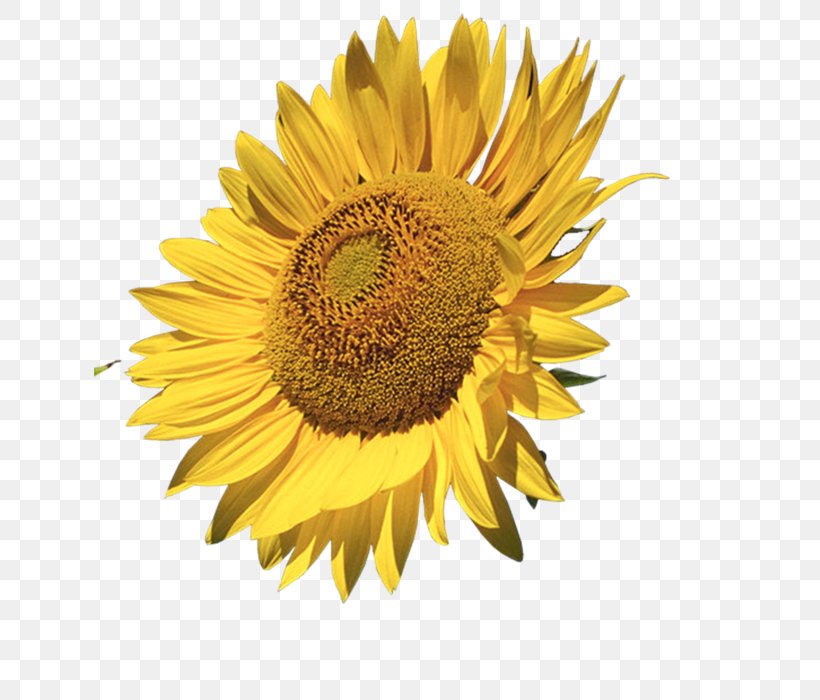 Common Sunflower Image Drawing Decorative Borders, PNG, 632x700px ...