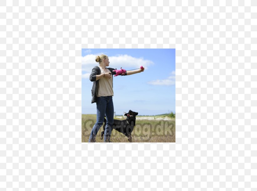 Dog Walking Obedience Training Leash Pet, PNG, 610x610px, Dog, Canidae, Dog Like Mammal, Dog Walking, Google Play Download Free