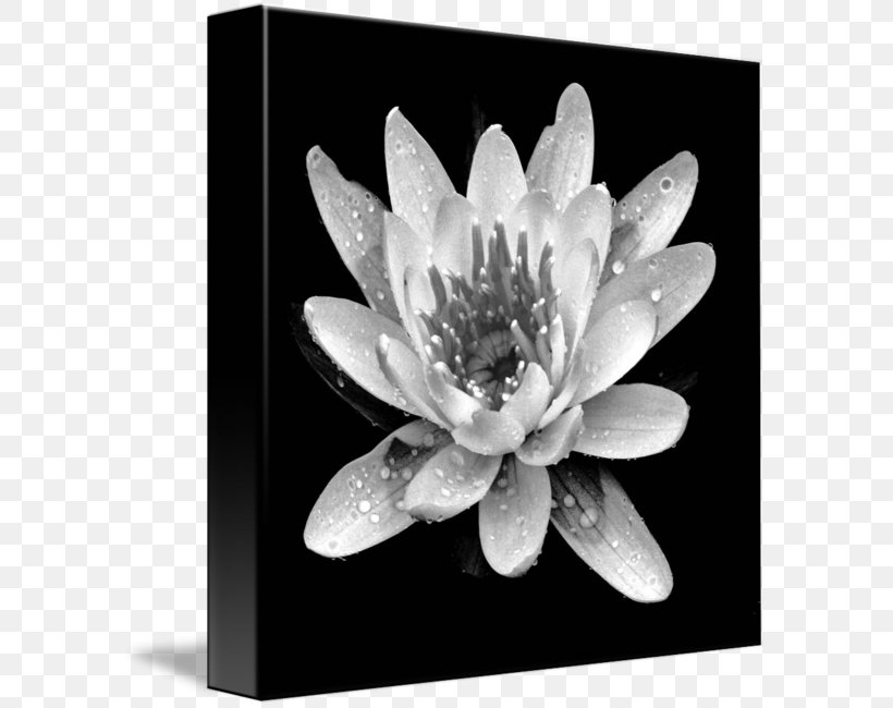 Gallery Wrap Canvas Art White Plant, PNG, 593x650px, Gallery Wrap, Art, Black And White, Canvas, Flora Download Free