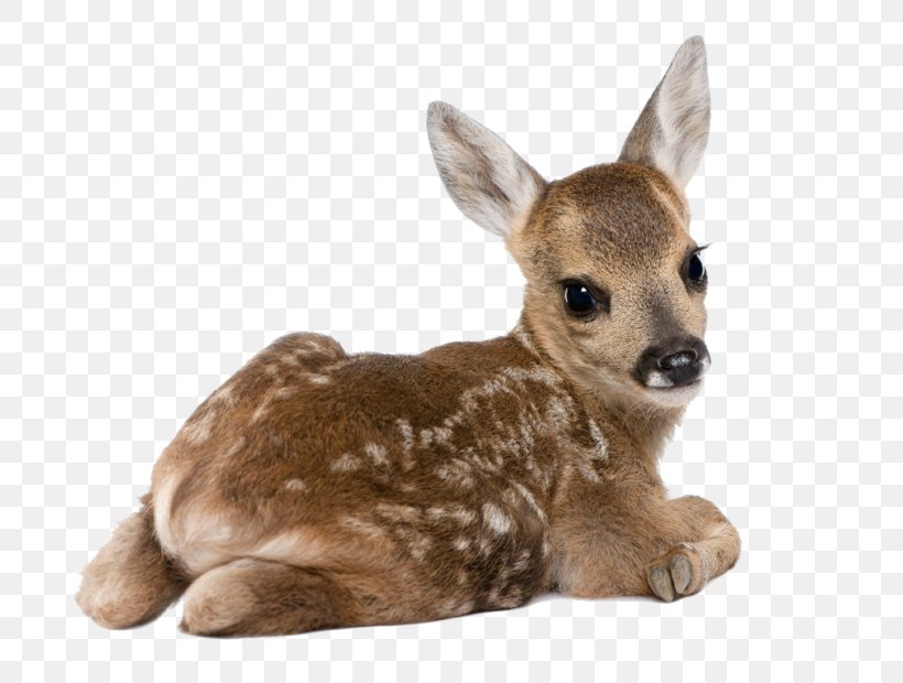 Roe Deer White-tailed Deer Dog Stock Photography, PNG, 800x620px, Roe Deer, Cuteness, Deer, Dog, Fallow Deer Download Free