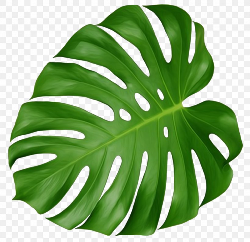 Leaf Swiss Cheese Plant Tropics Clip Art, PNG, 970x937px, Leaf, Areca Palm, Botany, Color, Flower Download Free