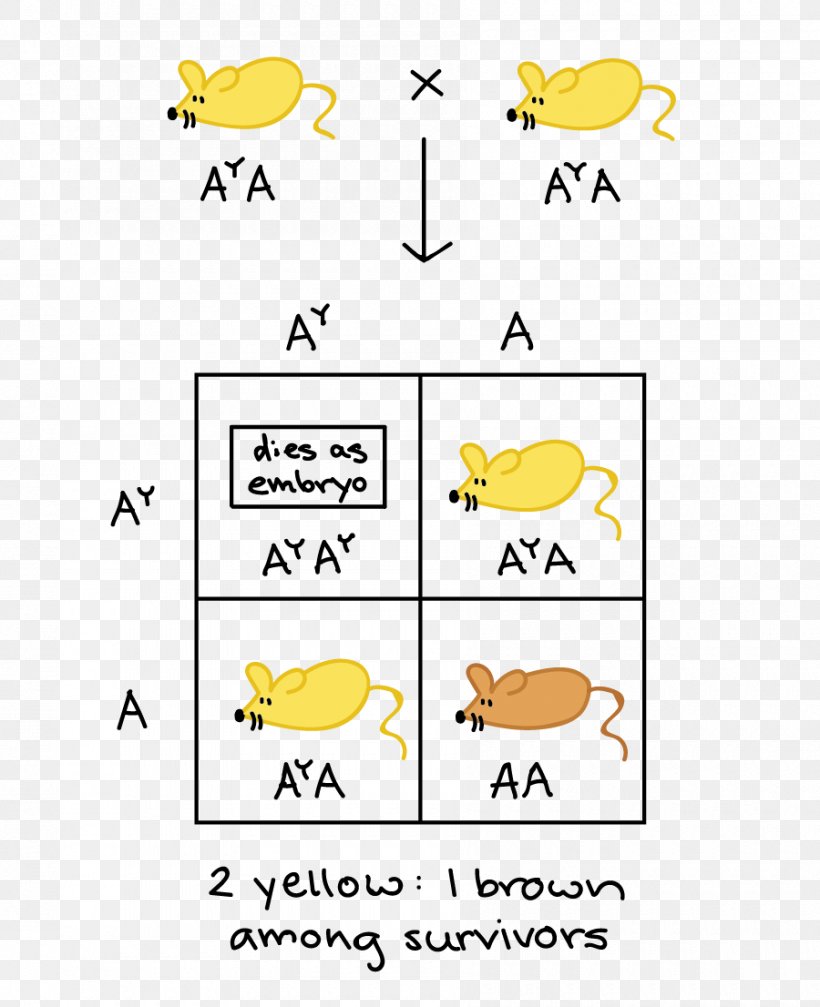 Lethal Allele Pleiotropy Punnett Square Dominancia Incompleta, PNG, 900x1106px, Lethal Allele, Allele, Area, Beak, Bird Download Free