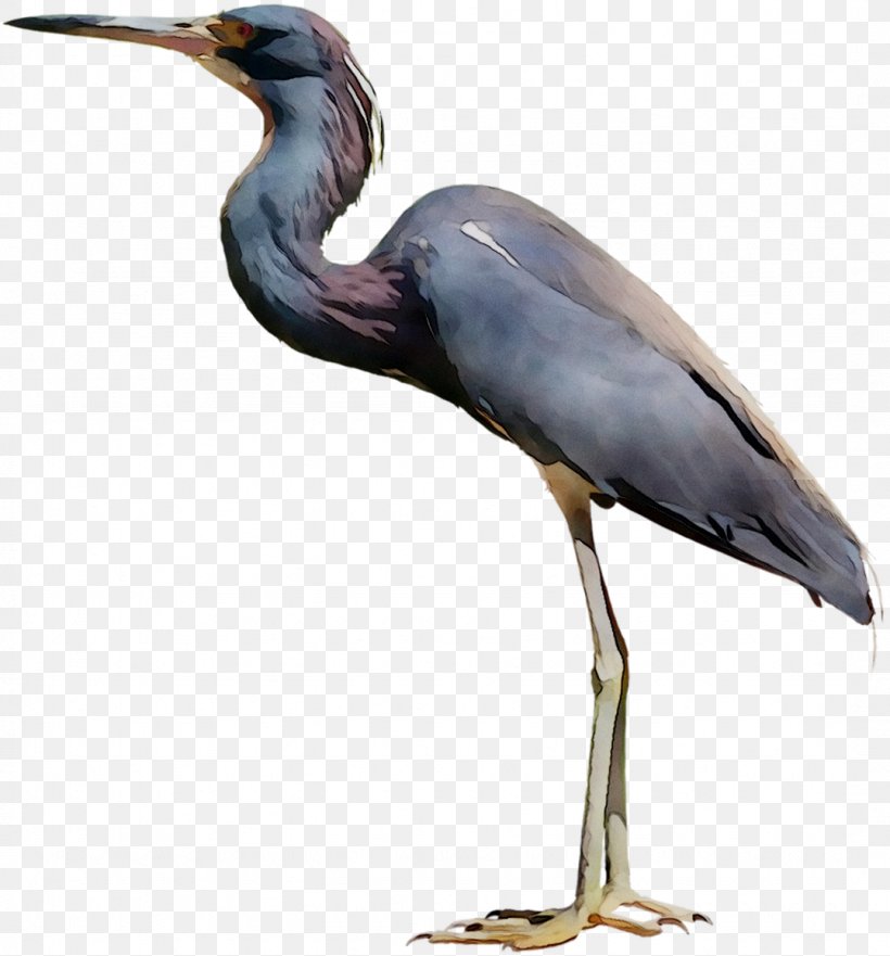 Little Blue Heron Bird Crane Egret, PNG, 1077x1158px, Little Blue Heron, Beak, Bird, Ciconiiformes, Crane Download Free