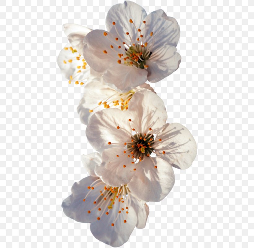 1-800-Flowers Petal Flower Bouquet Floral Design, PNG, 454x800px, Flower, Blossom, Branch, Cerasus, Cherry Blossom Download Free