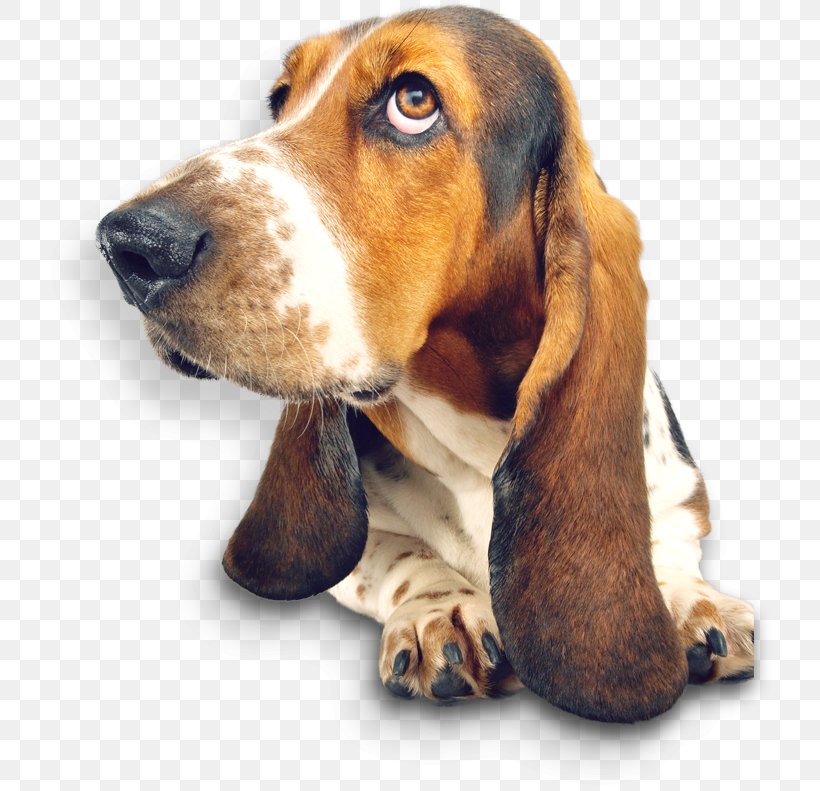 Basset Hound The Intelligence Of Dogs Smells Like Dog Puppy St. Bernard, PNG, 732x791px, Basset Hound, Book, Breed, Carnivoran, Crufts Download Free