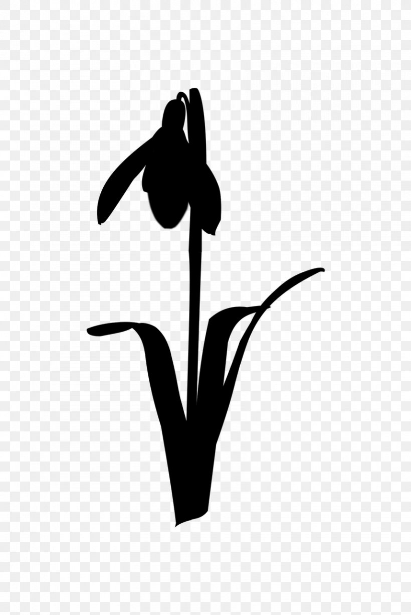 Beak Clip Art Flower Leaf Plant Stem, PNG, 856x1280px, Beak, Amaryllis Belladonna, Amaryllis Family, Black M, Blackandwhite Download Free
