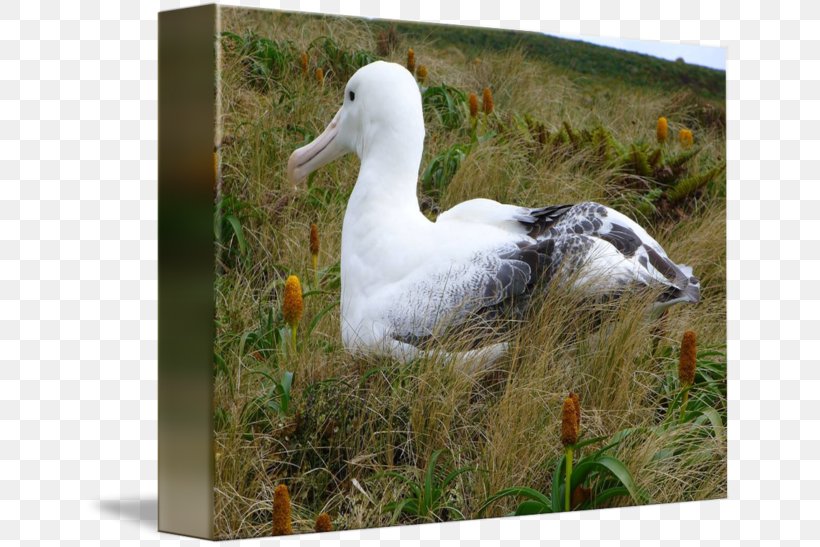 Bird Duck Beak Albatross Laysan, PNG, 650x547px, Bird, Albatross, Anatidae, Animal, Beak Download Free