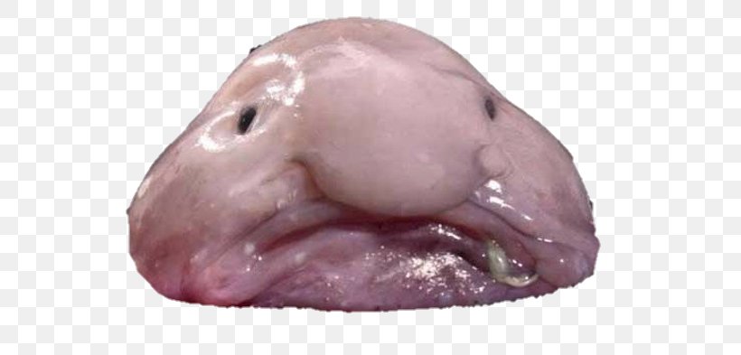 Blobfish Animal Deep Sea Creature Deep Sea Fish, PNG, 650x393px