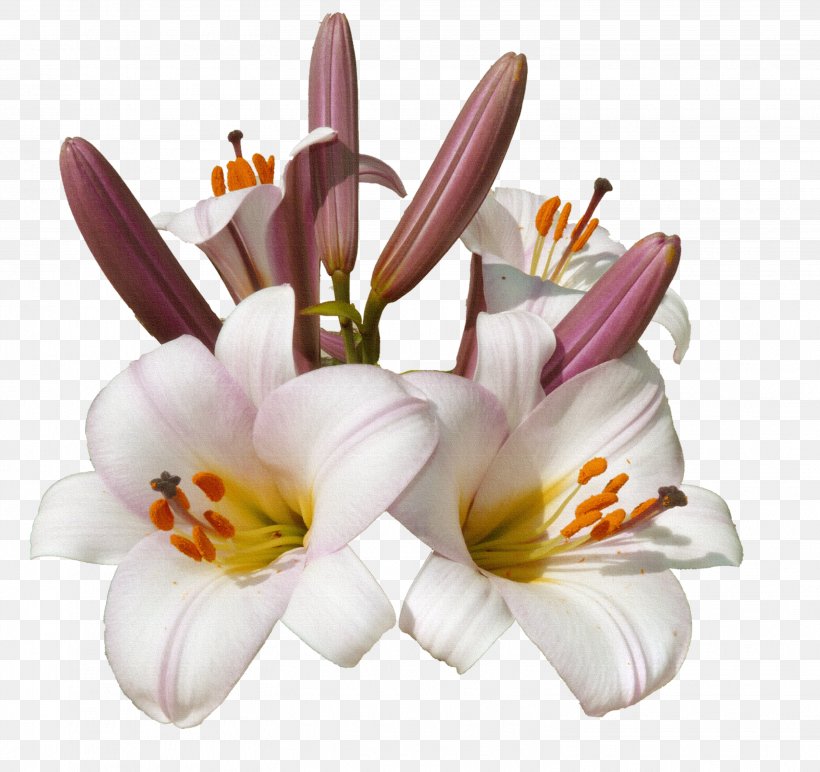 Flower Blume Color, PNG, 3036x2860px, Flower, Blume, Child, Color, Cut Flowers Download Free