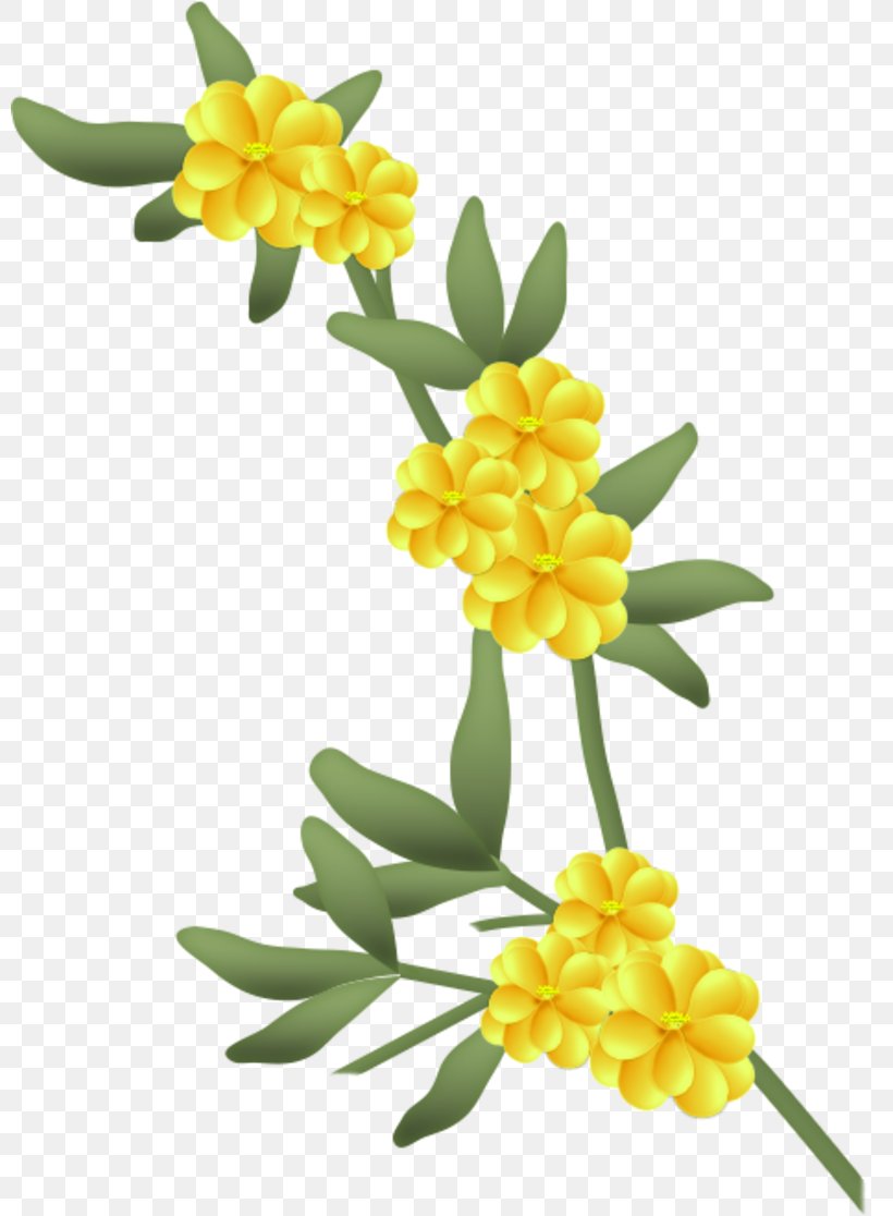 Flower Drawing Clip Art, PNG, 800x1116px, Flower, Blume, Color, Drawing, Flowering Plant Download Free