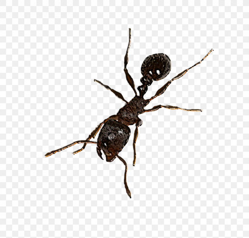 Insect Pest Spider Carpenter Ant Arachnid, PNG, 834x798px, Insect, Ant, Arachnid, Araneus, Carpenter Ant Download Free