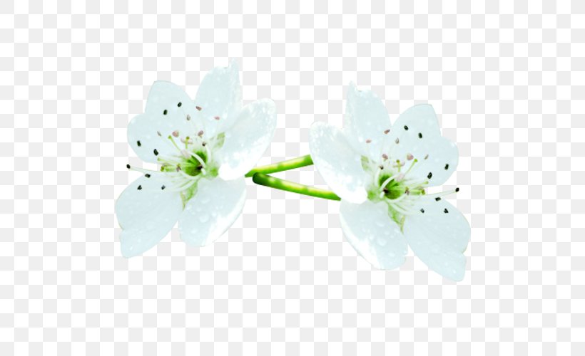 Petal Flower Computer File, PNG, 650x500px, Petal, Blossom, Branch, Flora, Floral Design Download Free