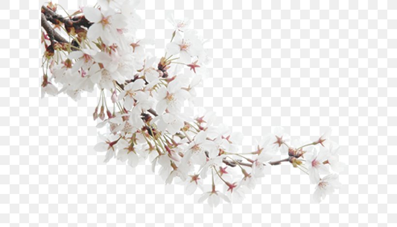 Blossom Publicity, PNG, 650x468px, Blossom, Branch, Cherry Blossom, Environmental Protection, Flower Download Free