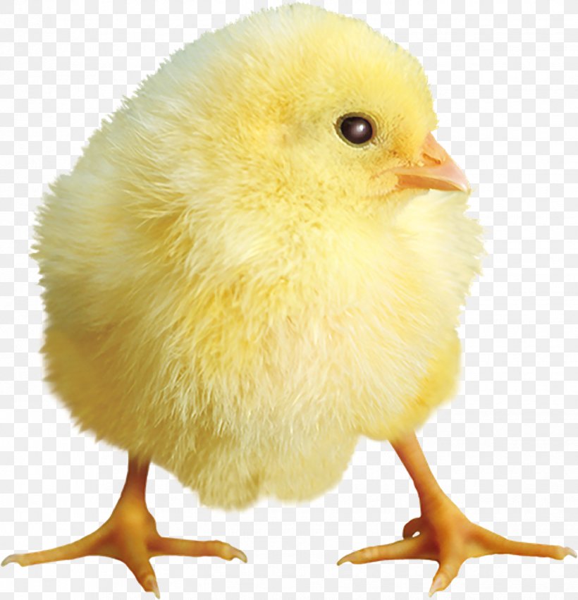 Chicken Yellow, PNG, 1444x1500px, Chicken, Animal, Beak, Bird, Cartoon Download Free