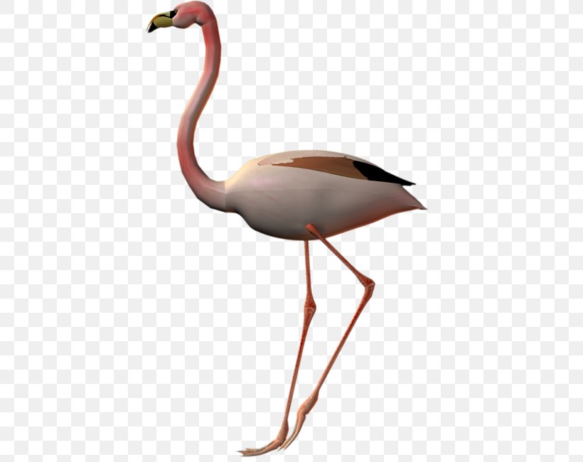 Flamingos Bird Clip Art, PNG, 410x650px, Flamingos, Beak, Bird, Blog, Crane Like Bird Download Free