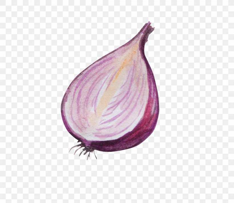 Red Onion Vegetable Gratis, PNG, 2300x2000px, Onion, Allium Fistulosum, Food, Gratis, Magenta Download Free