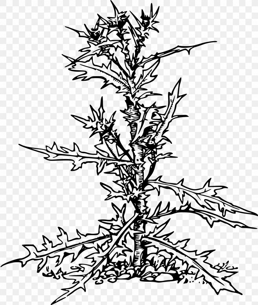 Thistle Clip Art, PNG, 2025x2400px, Thistle, Black And White, Branch, Cirsium Vulgare, Drawing Download Free
