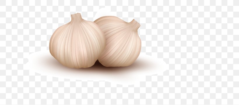 Garlic Onion Vegetable Illustration, PNG, 711x361px, Garlic, Carrot, Depositphotos, Drawing, Food Download Free