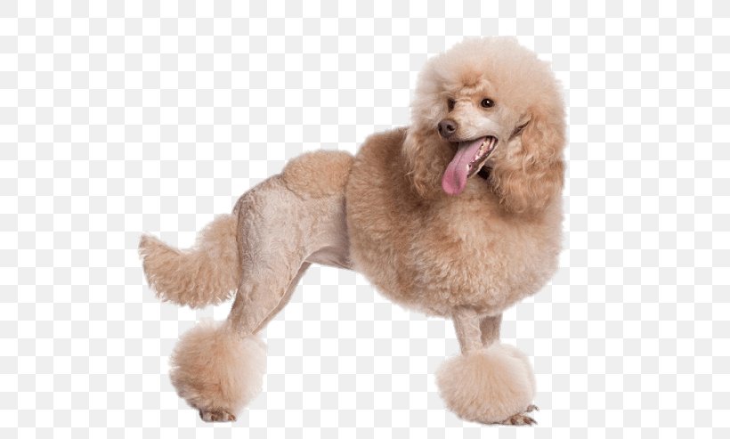 Toy Poodle Standard Poodle Miniature Poodle Dog Grooming, PNG, 650x493px, Poodle, Breed, Carnivoran, Coat, Companion Dog Download Free