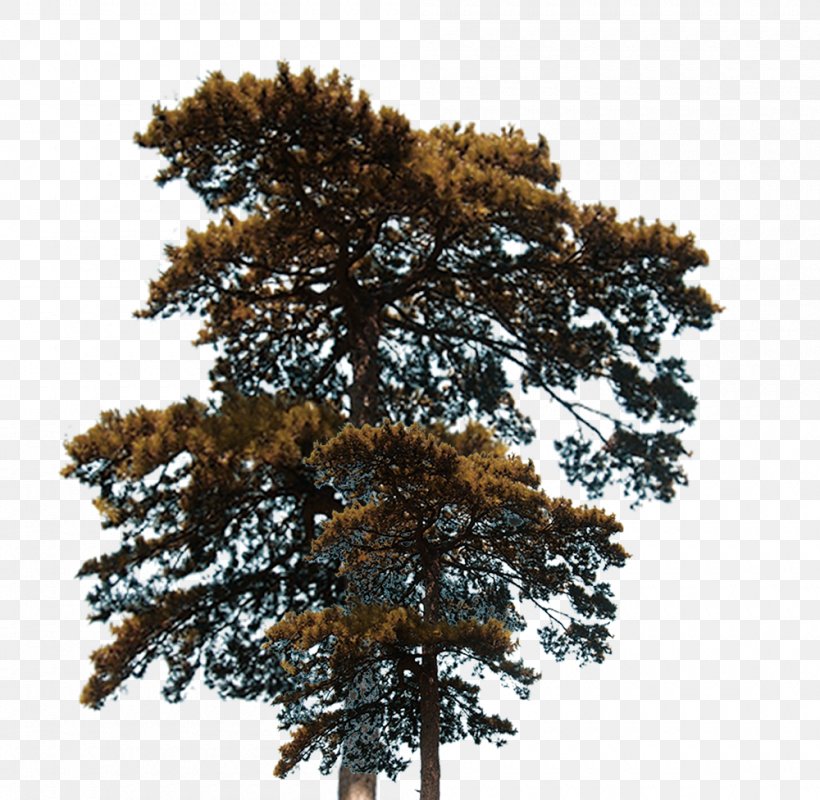 Tree Euclidean Vector Plant, PNG, 1000x976px, Tree, Conifer, Nature, Oak, Pine Family Download Free