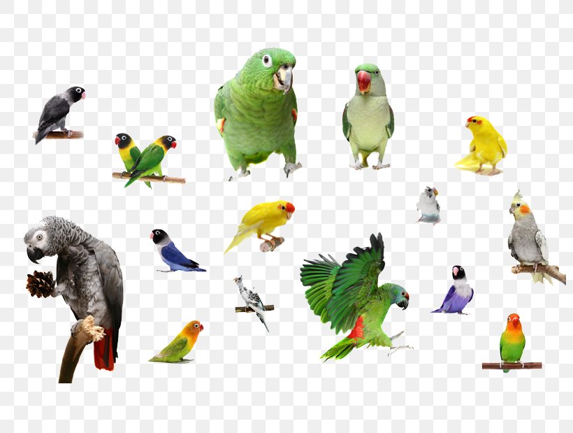 Bird Parrots Macaw, PNG, 800x619px, Bird, Animal, Beak, Bird Migration, Fauna Download Free