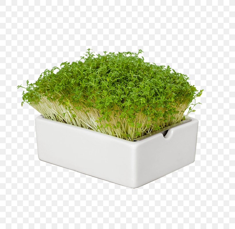 Blog Herb Heimgart, PNG, 800x800px, Blog, Bowl, Cook, Flowerpot, Garden Cress Download Free