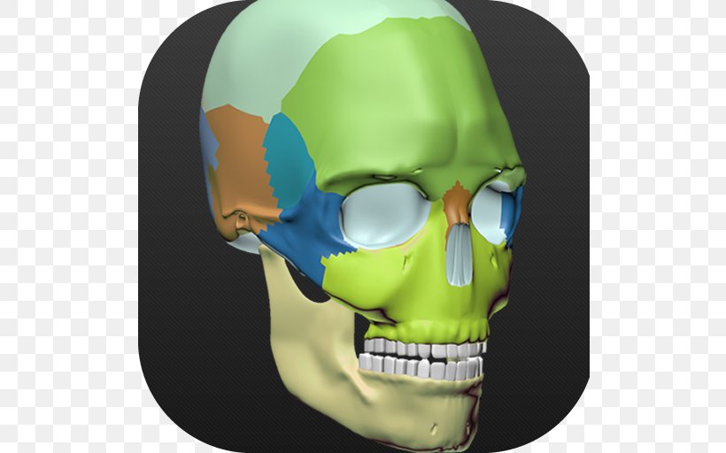 Skull Jaw, PNG, 512x512px, Skull, Bone, Head, Jaw Download Free