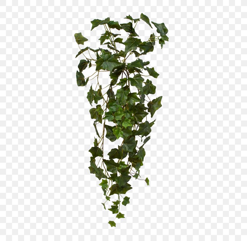 Common Ivy Plant Hanging Basket Vine, PNG, 475x800px, Common Ivy, Branch, Flowering Plant, Flowerpot, Hanging Basket Download Free