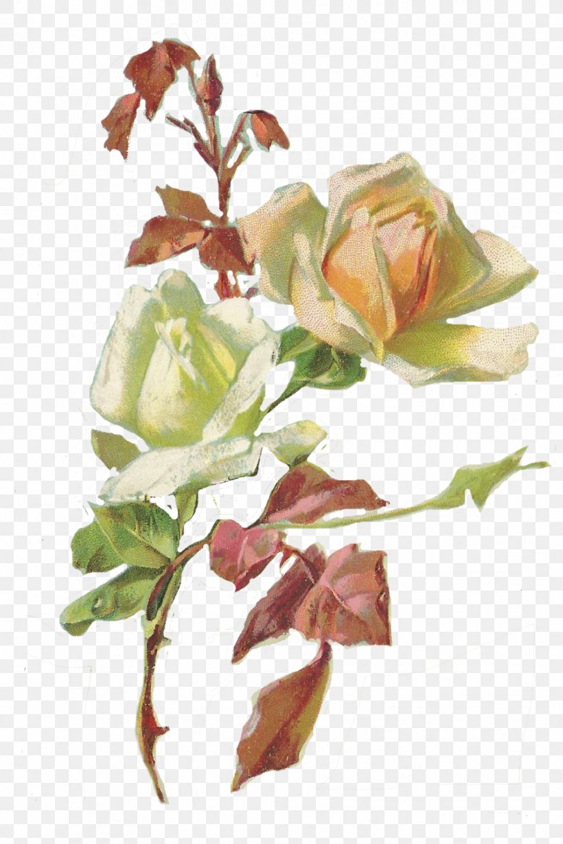 Garden Roses Cut Flowers Floral Design, PNG, 1067x1600px, Garden Roses, Art, Branch, Bud, Cut Flowers Download Free