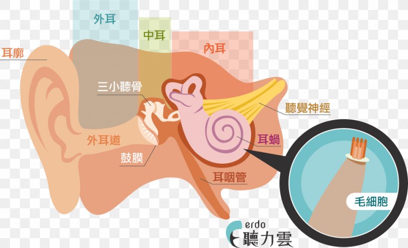 Hearing Hair Cell Cochlea Inner Ear, PNG, 968x591px, Watercolor, Cartoon, Flower, Frame, Heart Download Free