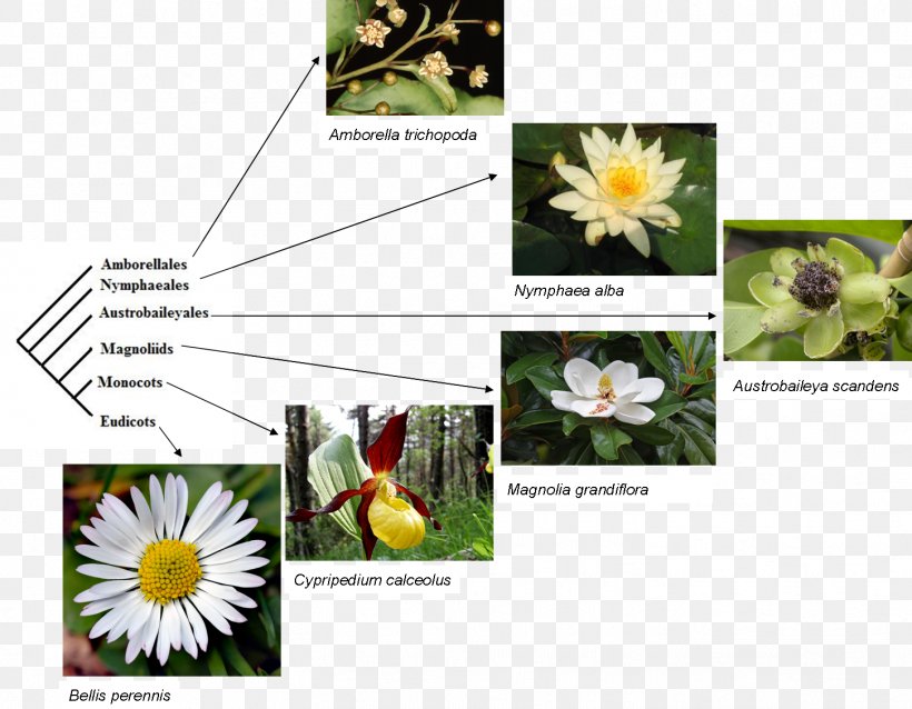 Phylogenetic Tree Synapomorphy Amborella Symplesiomorphy Phylogenetic Nomenclature, PNG, 1451x1129px, Phylogenetic Tree, Amborella, Bare Your Soul, Dicotyledon, Flora Download Free