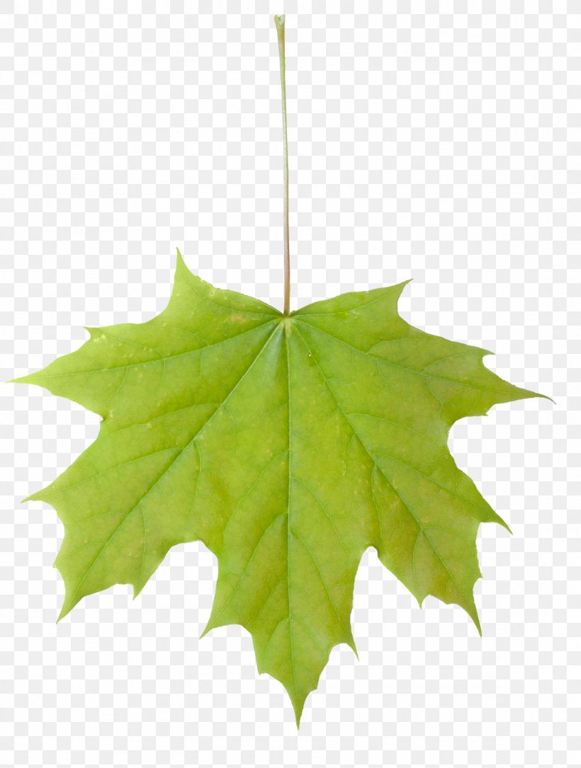 Sugar Maple Maple Leaf Acer Macrophyllum Tree, PNG, 1091x1444px, Sugar Maple, Acer Macrophyllum, Autumn, Autumn Leaf Color, Green Download Free