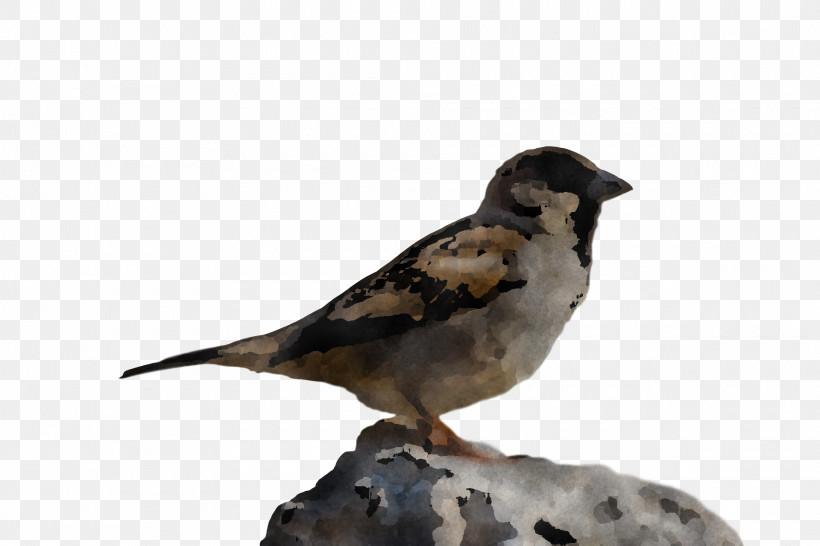 Bird, PNG, 1920x1280px, Bird, Beak, Finch, House Sparrow, Perching Bird Download Free