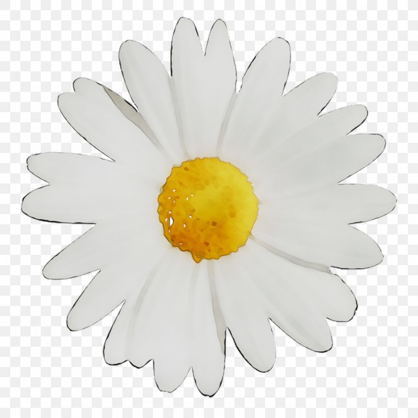 Clock Image Royalty-free Stock Photography Flower, PNG, 1026x1026px, Clock, Aster, Camomile, Chamomile, Daisy Download Free