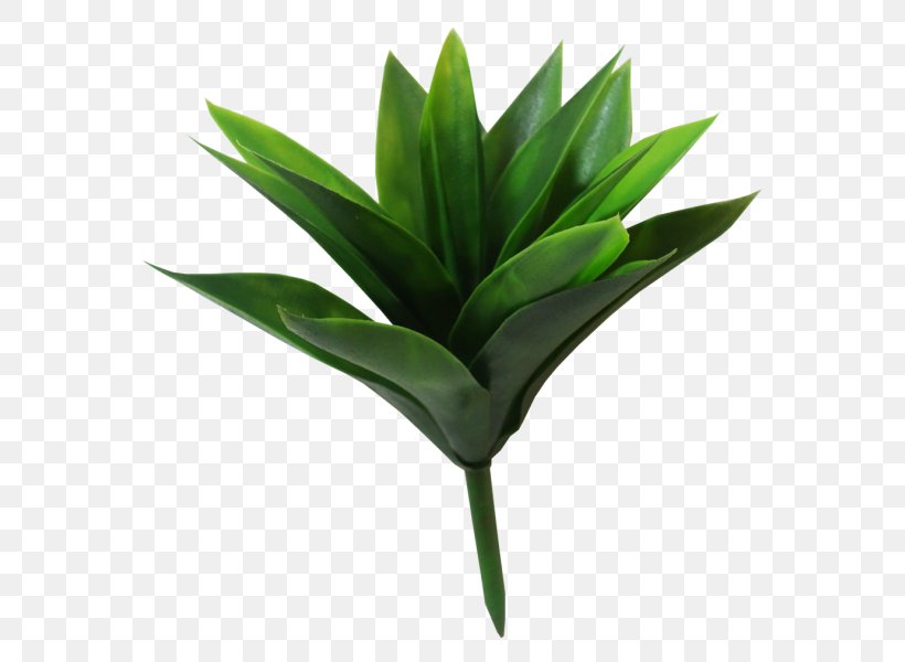 Leaf Plant Stem Flowerpot Agave INAV DBX MSCI AC WORLD SF, PNG, 800x600px, Leaf, Agave, Flowerpot, Grass, Inav Dbx Msci Ac World Sf Download Free