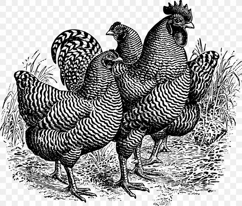 Plymouth Rock Chicken Rooster Clip Art, PNG, 2400x2044px, Plymouth Rock Chicken, Beak, Bird, Black And White, Chicken Download Free