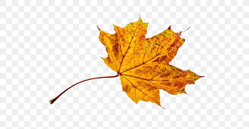 Autumn Leaf Color Autumn Leaf Color Clip Art, PNG, 640x426px, Leaf, Autumn, Autumn Leaf Color, Color, Maple Download Free