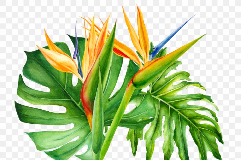 Bird Of Paradise, PNG, 1772x1181px, Leaf, Bird Of Paradise, Cactus, Cartoon, Flower Download Free