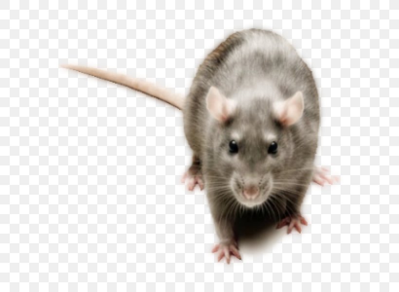 Brown Rat Mouse Rodent Pest Control, PNG, 600x600px, Brown Rat, Animal, Animal Cognition, Bait, Bandicoot Download Free