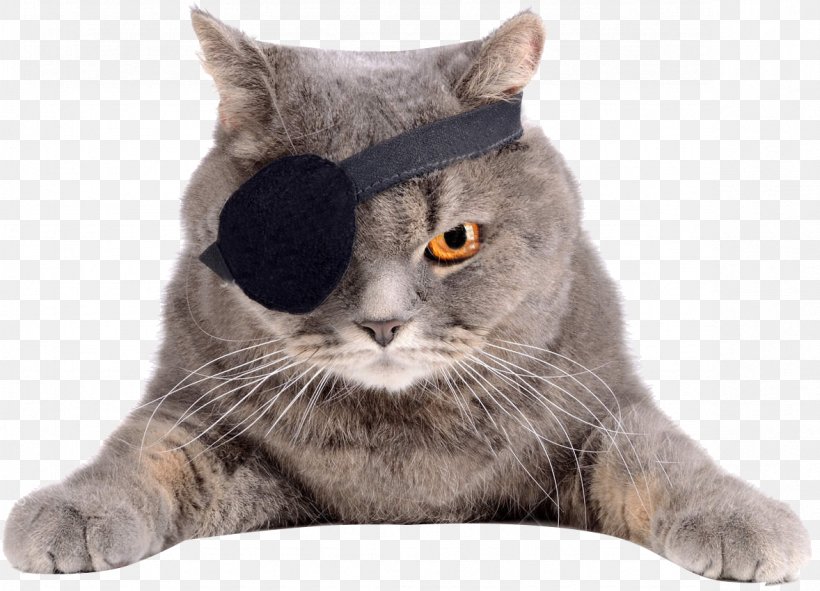 Cat Eyepatch Felidae Stock Photography, PNG, 1178x850px, Cat, Adhesive Bandage, American Wirehair, Asian, British Shorthair Download Free