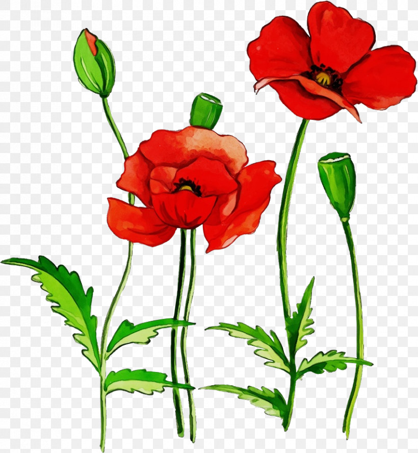 Flower Red Plant Petal Coquelicot, PNG, 851x922px, Watercolor, Coquelicot, Corn Poppy, Cut Flowers, Flower Download Free